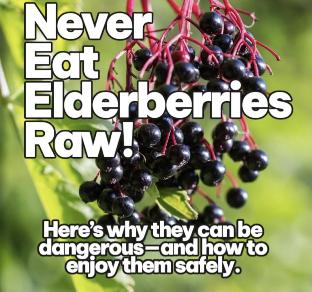 Can Kids Take Elderberry Every Day? What Parents Need to Know