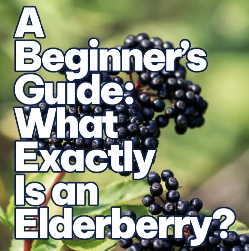 Can Kids Take Elderberry Every Day? What Parents Need to Know
